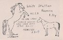 white-stallion roaming filly
